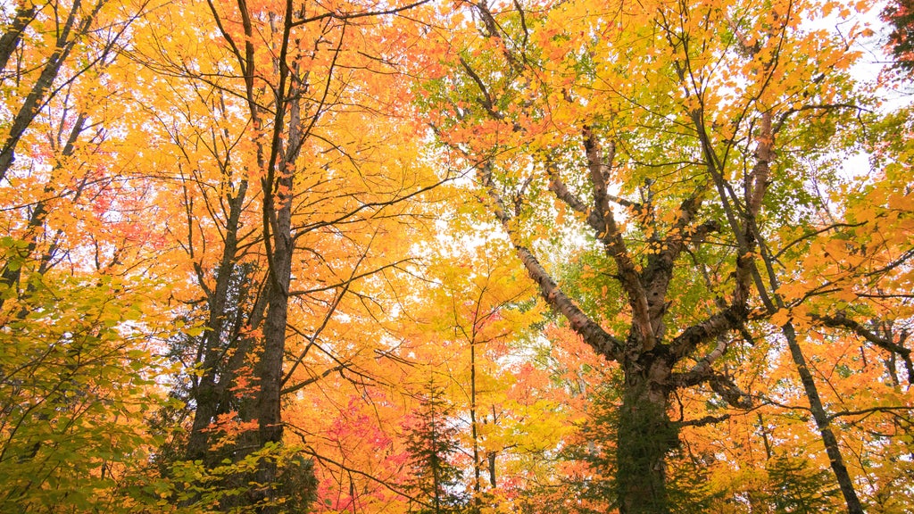 Summerlike weekend on tap in Twin Cities; fall returns early next week — WCCO / CBS Minnesota, Excelsior Community news