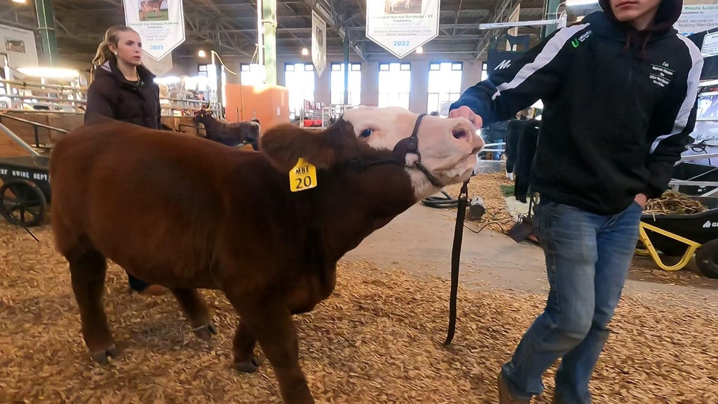 Spotlight on beef as Minnesota midterms near — WCCO / CBS Minnesota, Excelsior Community news