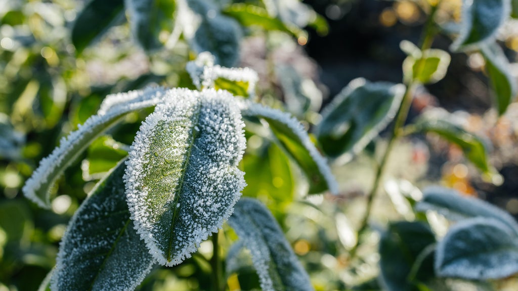 The first frost of the season is expected Saturday. Here's how to prepare your garden — WCCO / CBS Minnesota, Excelsior Sports news