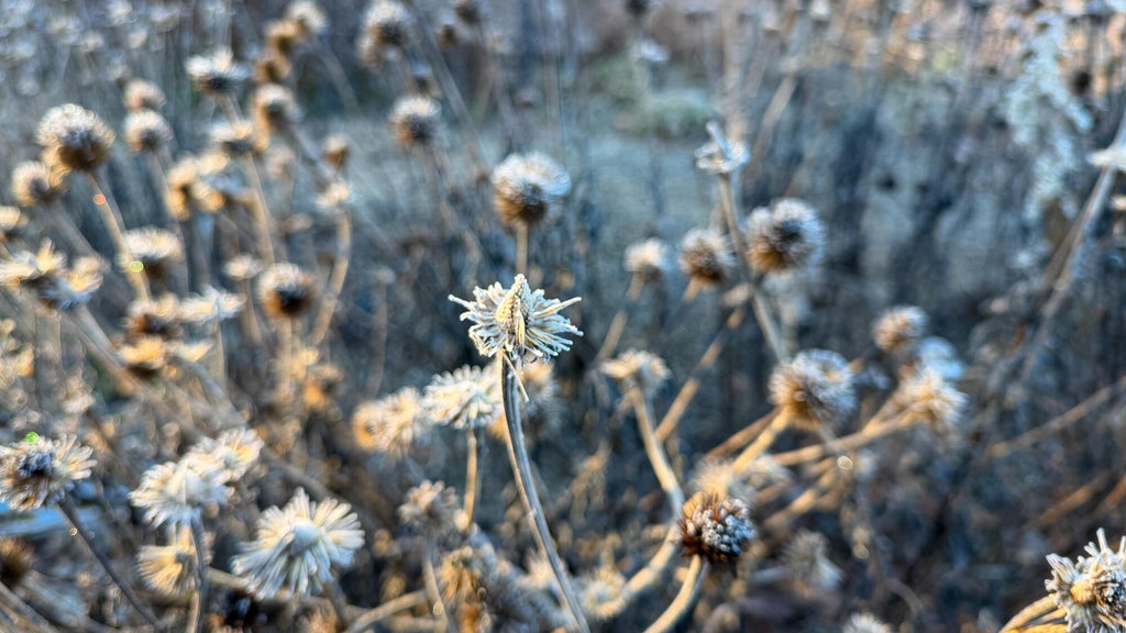 Breezy winds bring cool air to Minnesota, with first frost possible in the metro Friday night — WCCO / CBS Minnesota, Excelsior Sports news