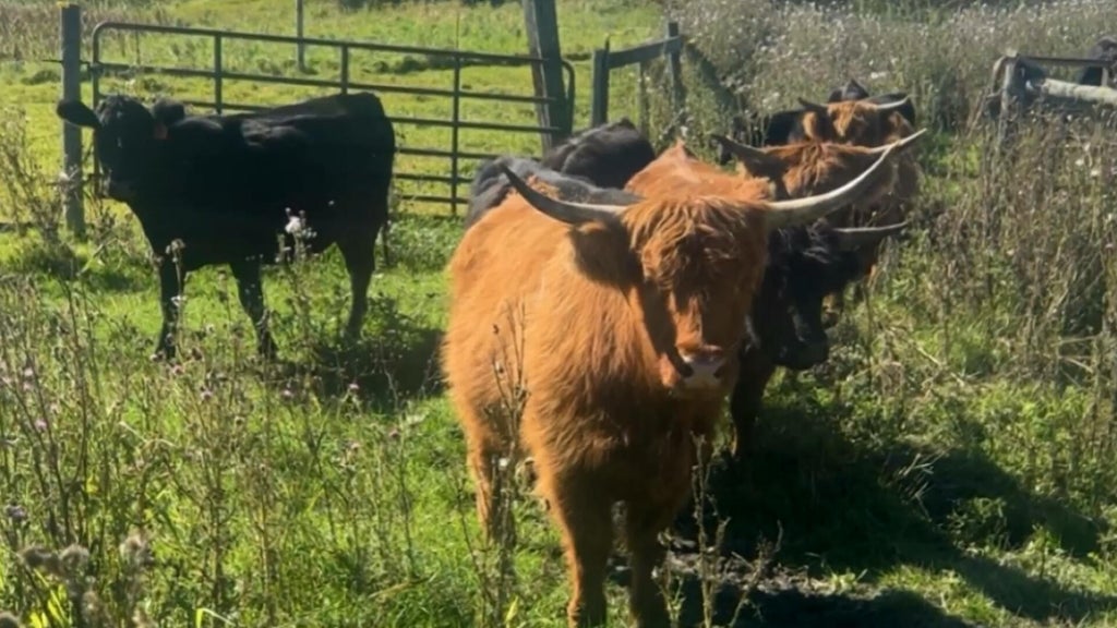 Minnesota farmer calls for thief to return nearly a dozen cows: "You're going to go to jail" — WCCO / CBS Minnesota, Excelsior Community news