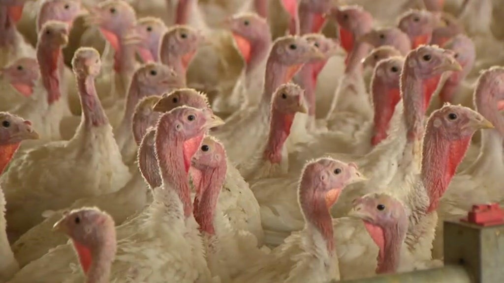 Bird flu confirmed in Barron County, Wisconsin, commercial poultry flock — WCCO / CBS Minnesota, Excelsior Real Estate news