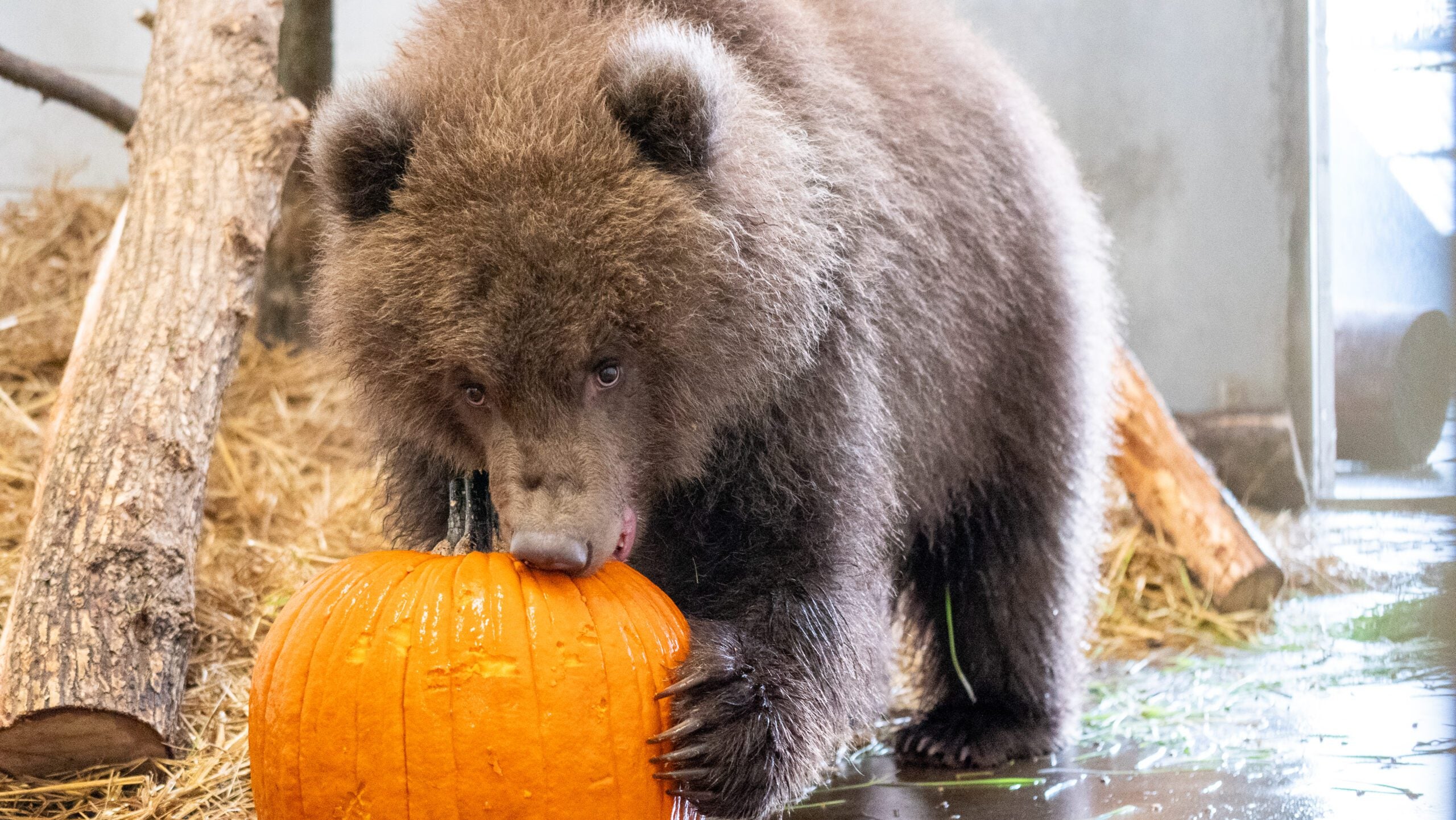 Minnesota Zoo welcomes 3 orphaned brown bear cubs rescued from Alaska — Excelsior Health news