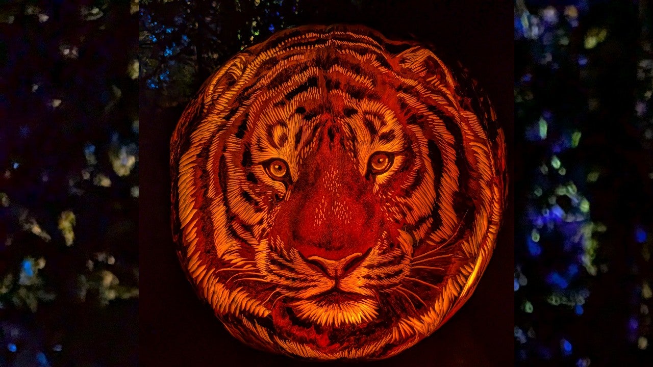 Behind the scenes of pumpkin carving at the Minnesota Zoo — KSTP 5, Excelsior Arts news