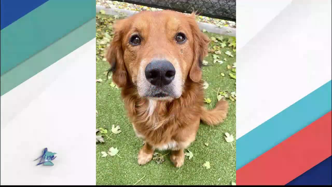Adopt a Dog Month: Golden Retrievers — KSTP 5, Excelsior Community news