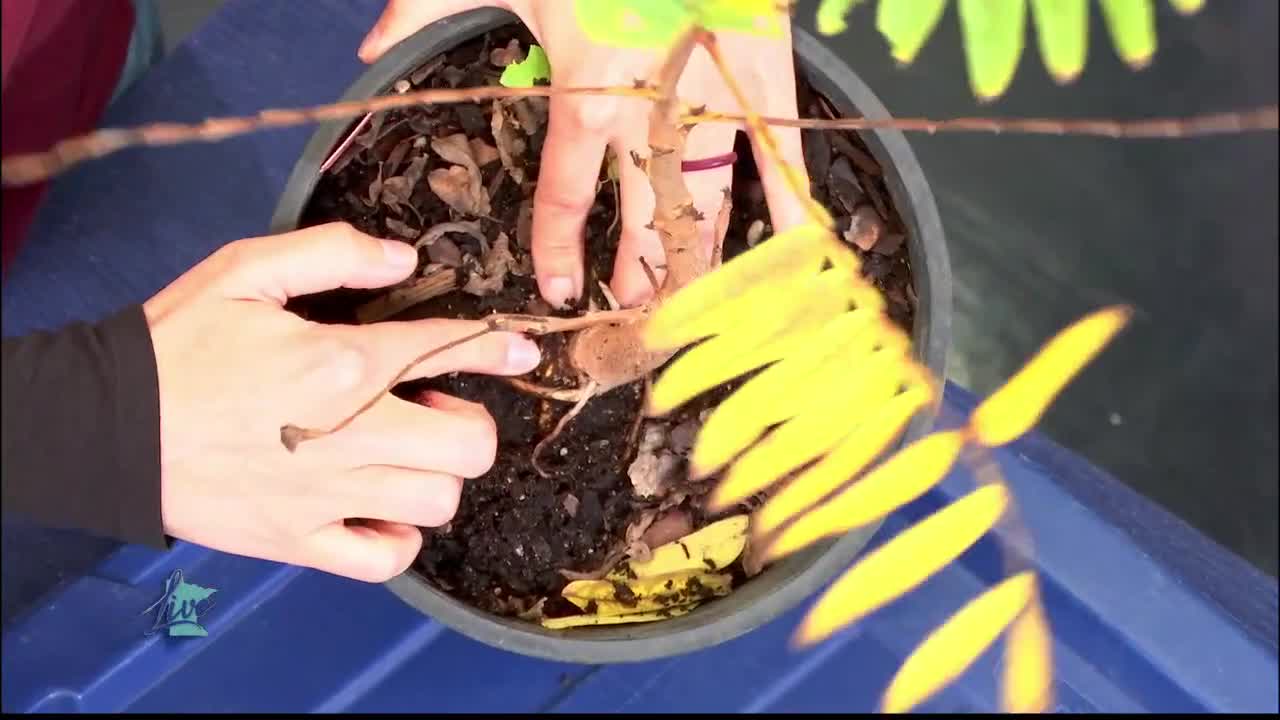 Tips for Planting Trees — KSTP 5, Excelsior Community news