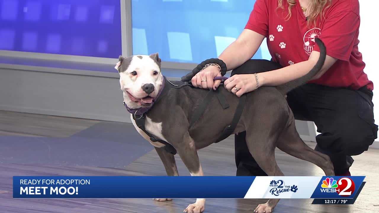 Moo at Southeast Volusia Humane Society is looking for a home — WESH 2 Orlando, Excelsior Community news