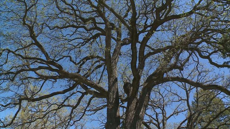 How to keep your oak trees healthy — KARE 11 Local, Excelsior Health news
