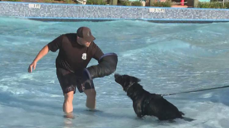 Tampa police K-9s train at theme park to prepare for emergencies — WTSP 10 Tampa Bay, Excelsior Community news