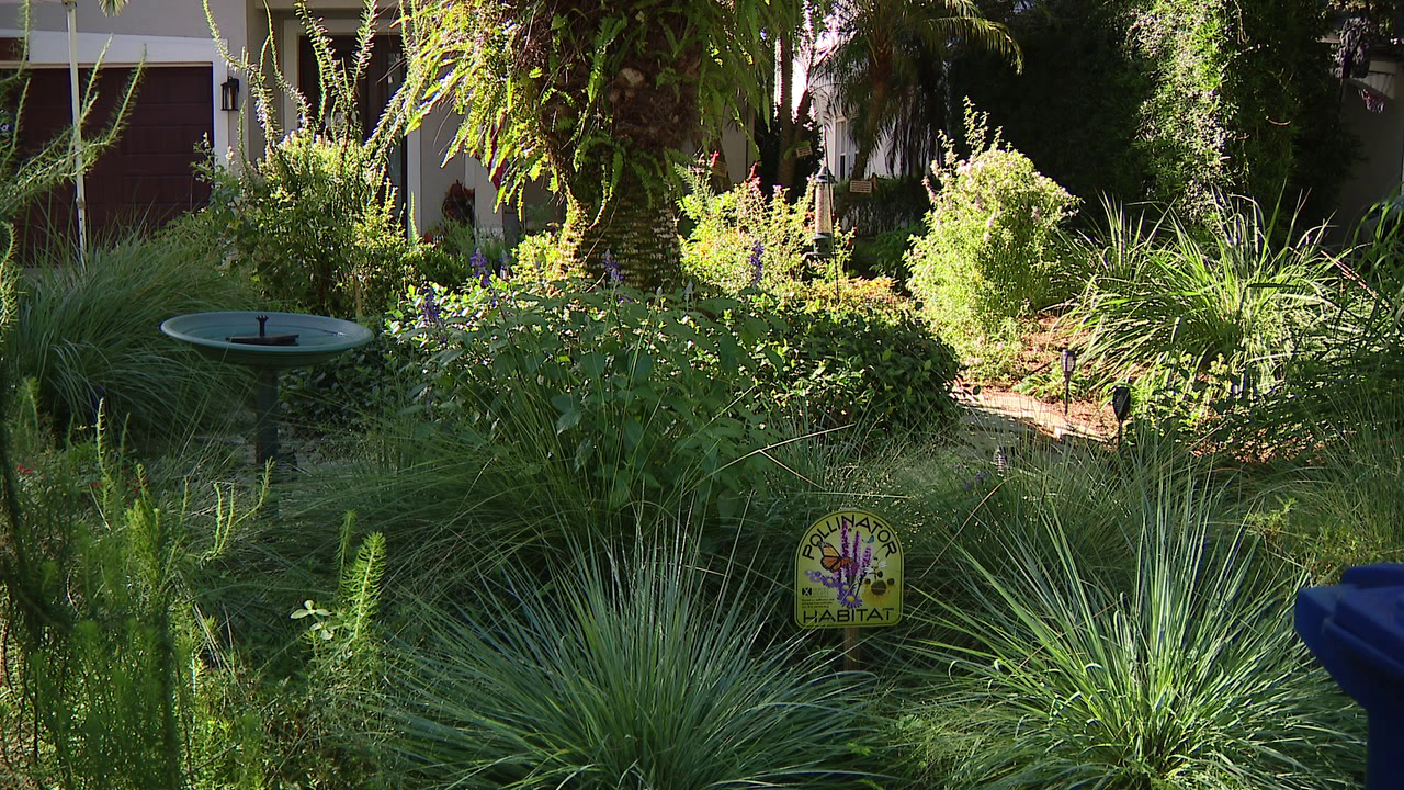 Florida city offers homeowners up to $3,000 to ditch thirsty grass — a move that slashes their water bills — FOX 9, Excelsior Community news