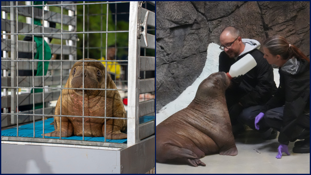 Orphaned baby walrus in Alaska flown 4,800 miles to new home in Florida — FOX 9, Excelsior Community news