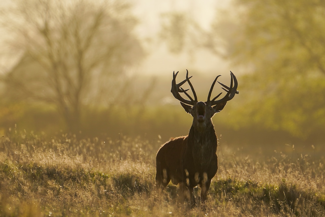 Deer-related crashes spike in the fall. Here's why. — FOX 9, Excelsior Sports news