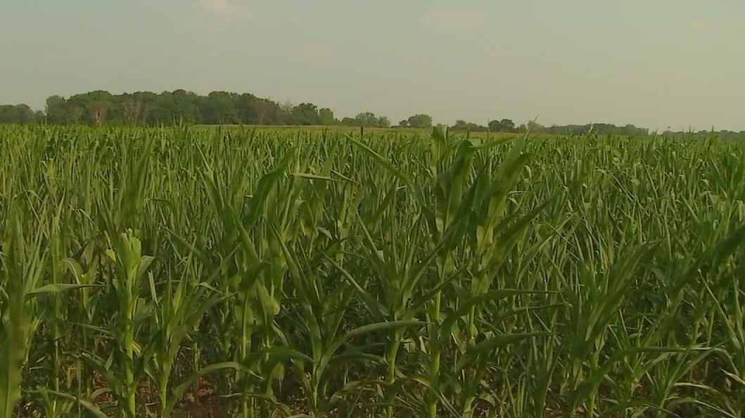 Minneapolis woman charged with swindling Minnesota farm grant — FOX 9, Excelsior Community news