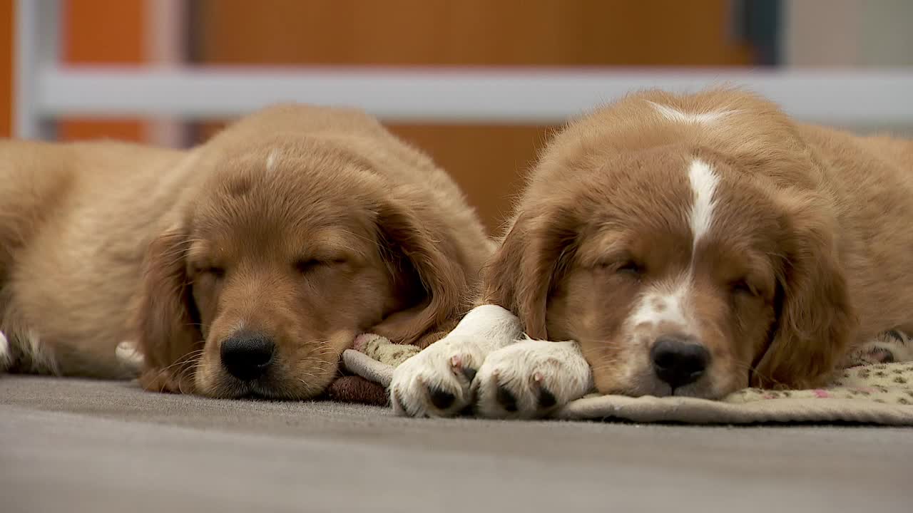 36 dogs rescued from unlicensed breeder in Cass County — Excelsior Community news